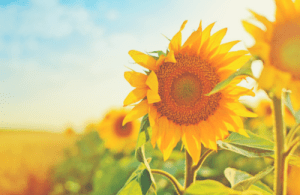 draw-near-to-god-in-suffering-500x325